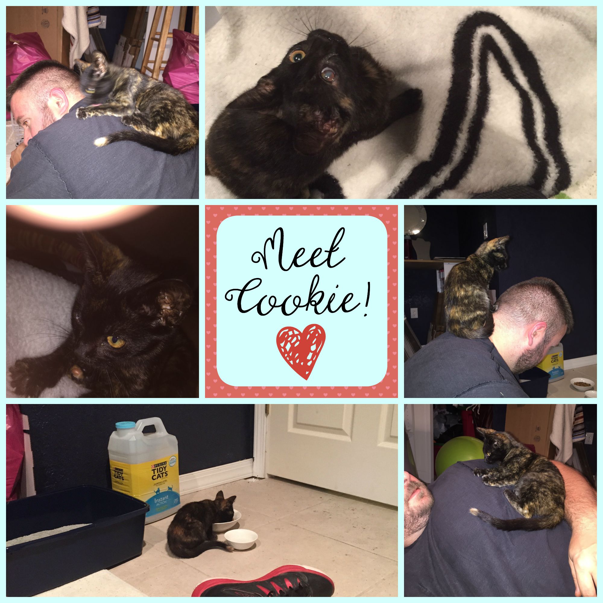 Meet Cookie!